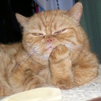 Аватара пользователя